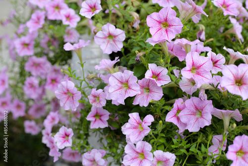 Blooming pink and white surfinia flowers