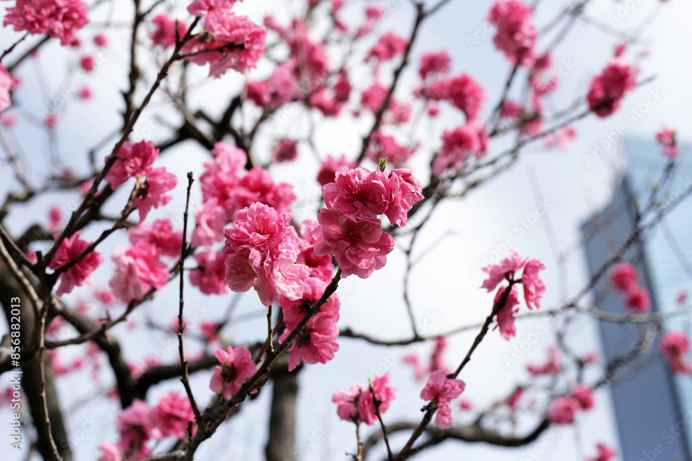 Japan cherry blossom, Branches of sakura flowers with blue sky Japan cherry blossom, Branches of sakura flowers with blue sky