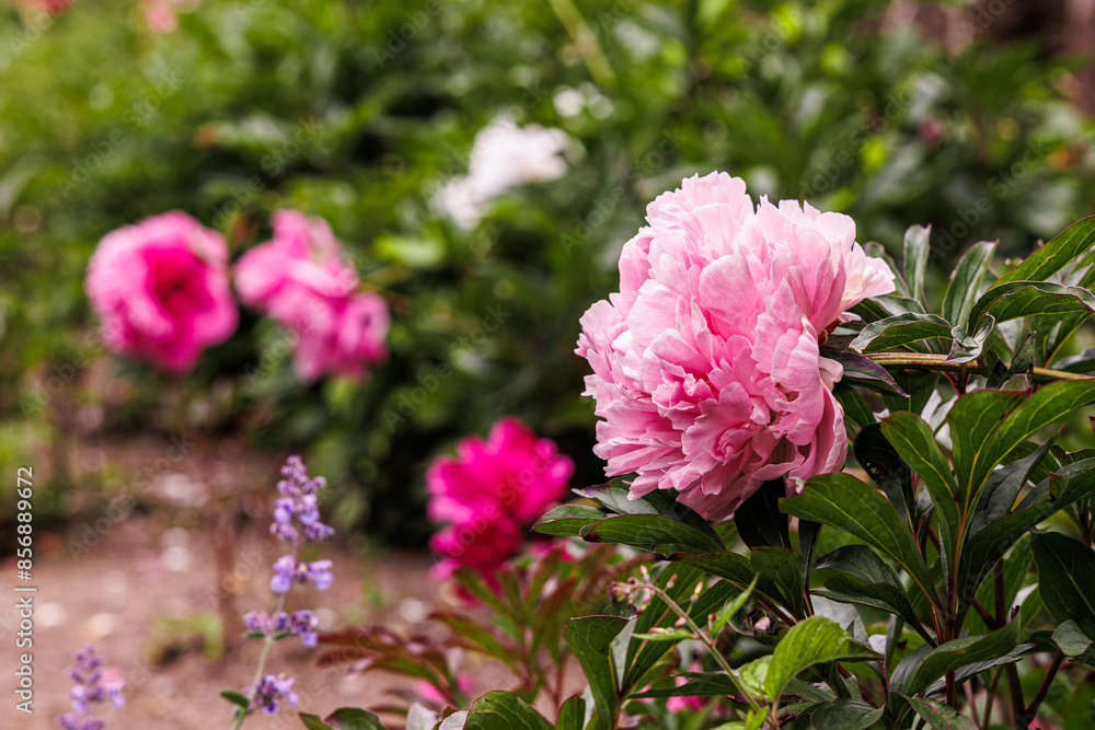 Bright pink peony in garden