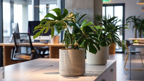 Green monstera potted plant on modern office desk
