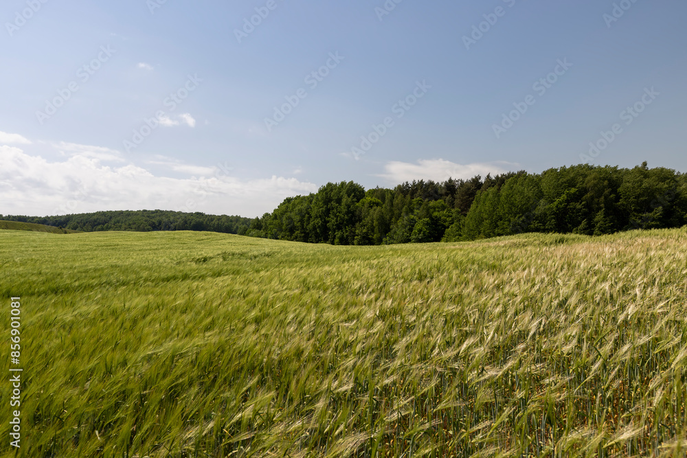 unripe barley ears in spring unripe barley ears in spring