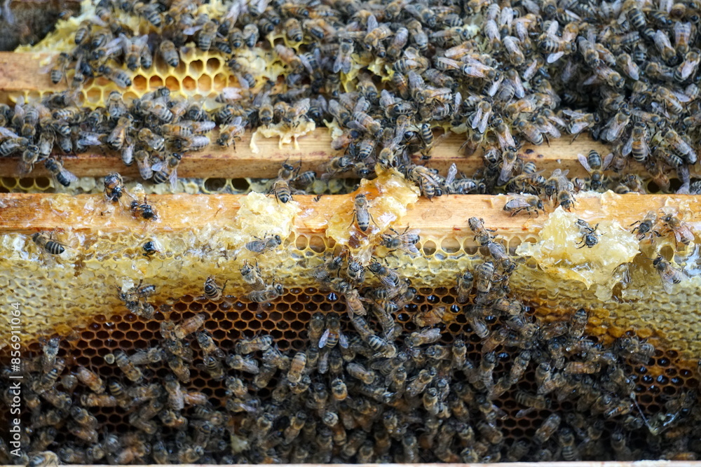 Bees on honeycombs. Close up of honey bee swarm on honeycomb in hive nest, copy space background Bees on honeycombs. Close up of honey bee swarm on honeycomb in hive nest, copy space background