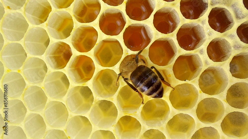 Bees on honeycombs. Close up of honey bee swarm on honeycomb in hive nest, copy space background