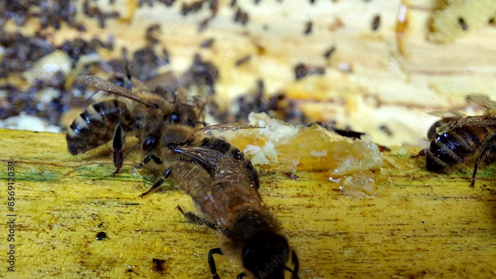 Obraz premium Bees on honeycombs. Close up of honey bee swarm on honeycomb in hive nest, copy space background