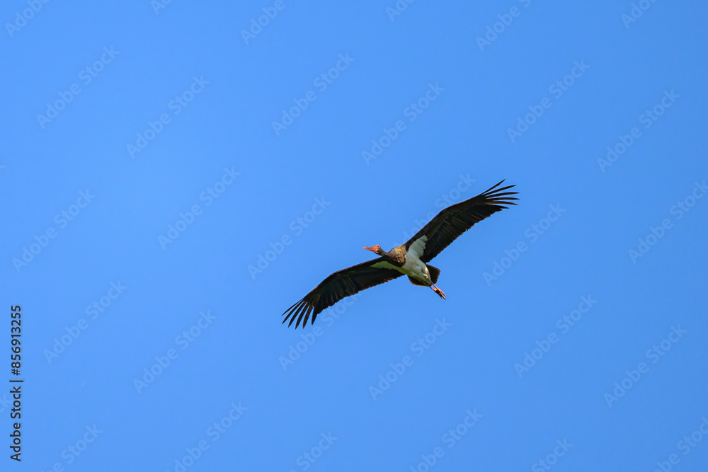 Obraz premium A Black Stork in flight blue sky