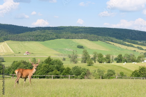 sarny krajobraz góry  photo