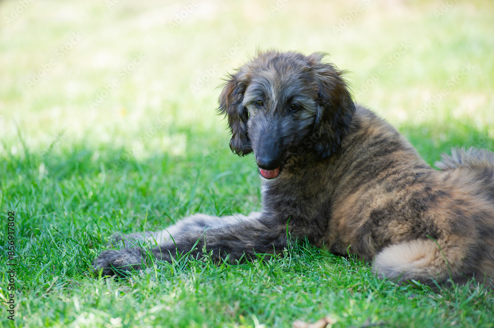 Afghanischer Windhund Welpe liegt im Garten Afghanischer Windhund Welpe liegt im Garten