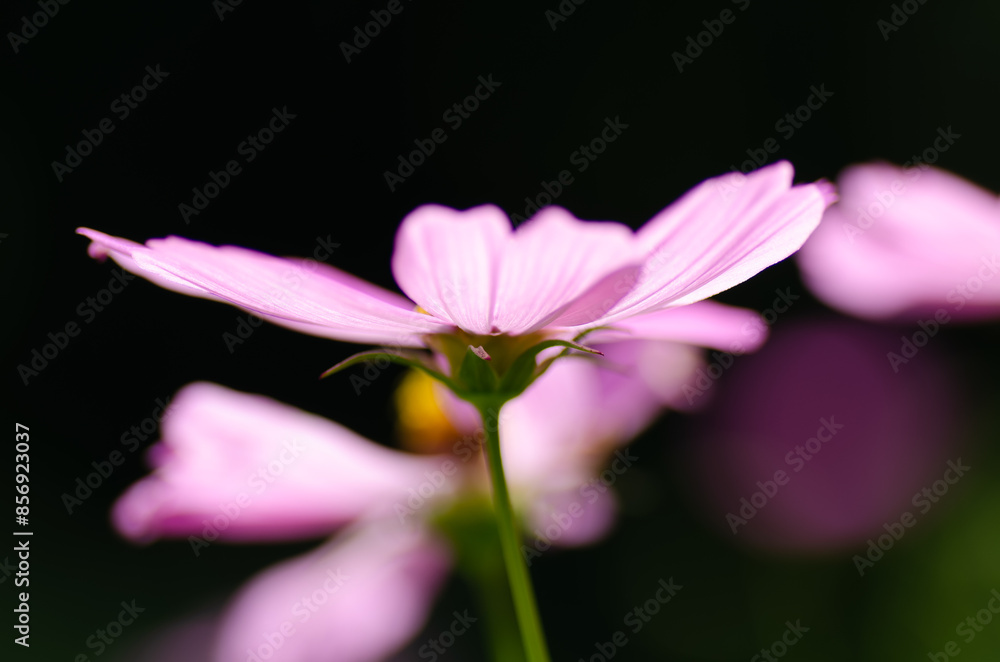Fototapeta premium コスモスに集う