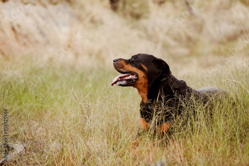 Pet rottweiler dog lying in long grass panting with tongue out photo