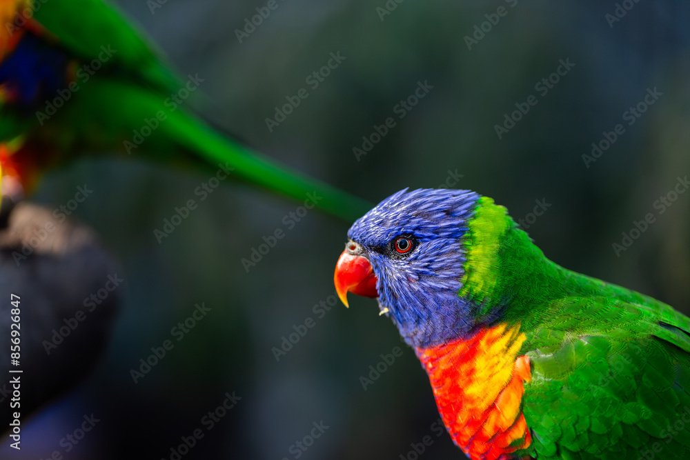 Rainbow lorikeet bird head close up at wildlife park Rainbow lorikeet bird head close up at wildlife park
