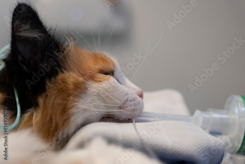 Intubated cat is connected to vital signs monitors. Cat anesthetized with gas anesthesia during an operation. Side view