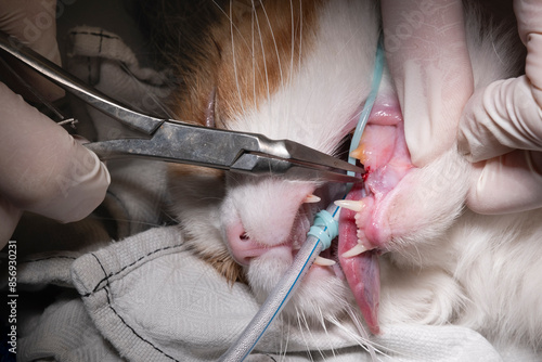 Veterinarian removes a diseased tooth from the lower jaw of an intubated cat with a forceps. Cats with bad teeth are treated by a vet