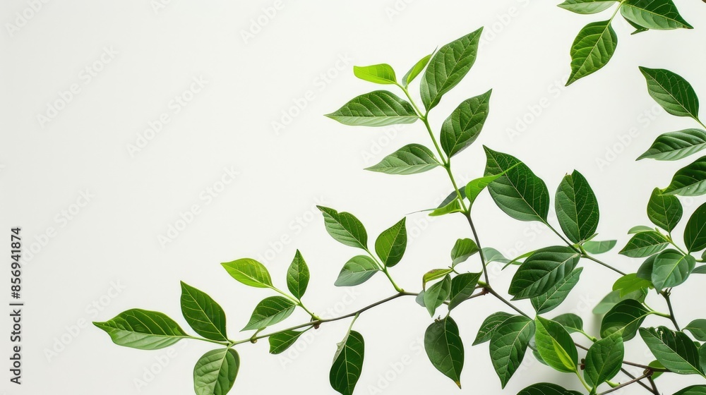 Syringa vulgaris shrub leaves against a white backdrop Syringa vulgaris shrub leaves against a white backdrop