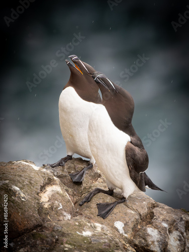 Razor Bill in pairs posing 