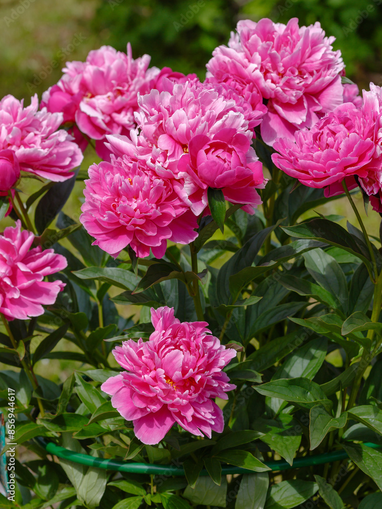 Paeonia Better Times blooms in summer garden Paeonia Better Times blooms in summer garden
