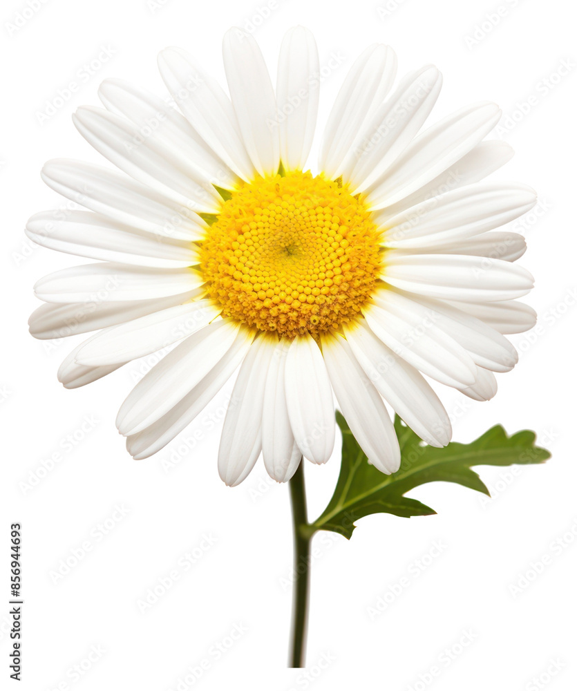 Fototapeta premium PNG Flower png daisy plant white.