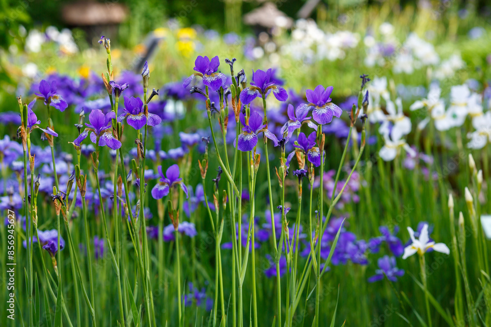 Beautiful irises in spring garden. Group of blooming Siberian irises (iris sibirica) in the garden.Images for posters, calendars and printing Beautiful irises in spring garden. Group of blooming Siberian irises (iris sibirica) in the garden.Images for posters, calendars and printing