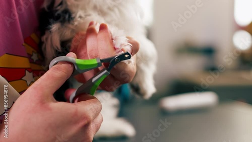 close up In the grooming salon a small white-black dog by the groomer nail trimming procedure