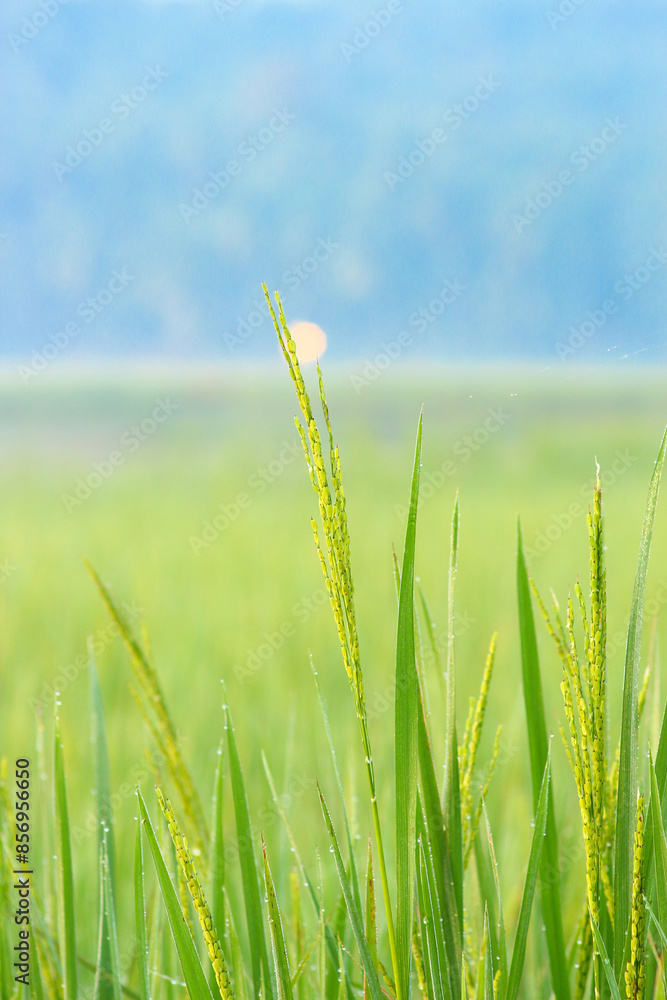 Rice fields Rice fields