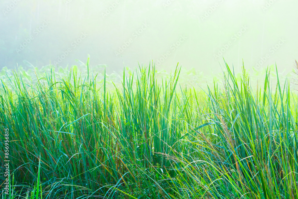Rice fields Rice fields