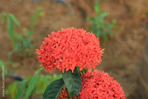 ixora coccinea