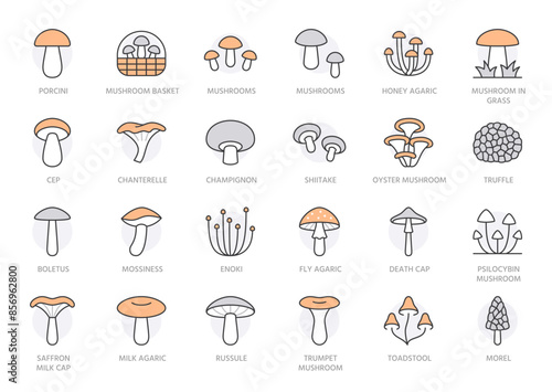 Forest mushroom line icon set. Chanterelle, champignon, shiitake, porcini, cep, milk agaric minimal vector illustration. Simple outline sign for edible fungus. Orange color, Editable Stroke