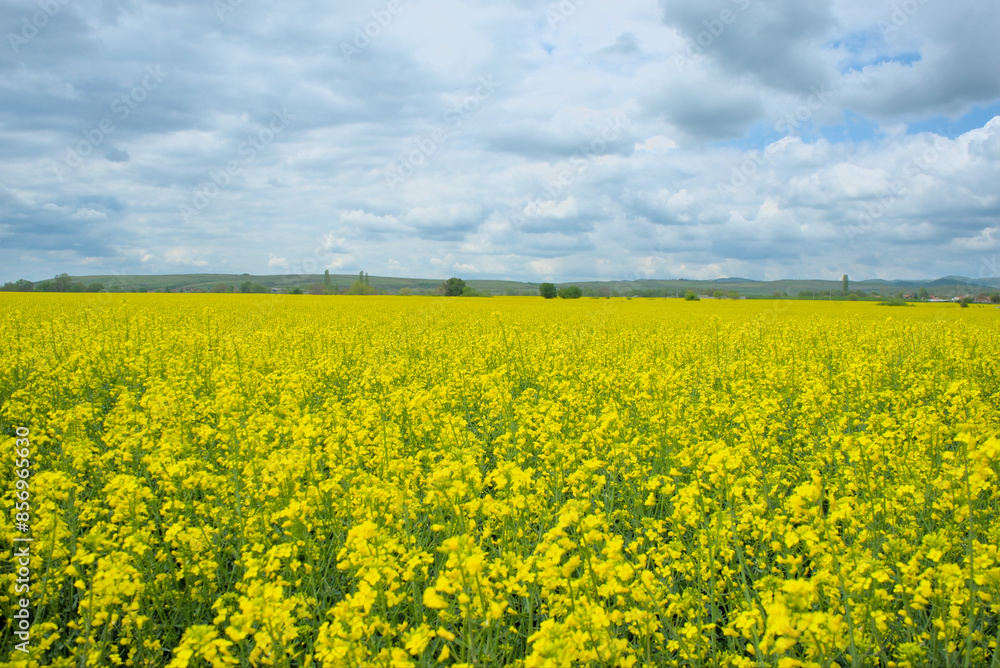 rapeseed field with cloudy sky rapeseed field with cloudy sky