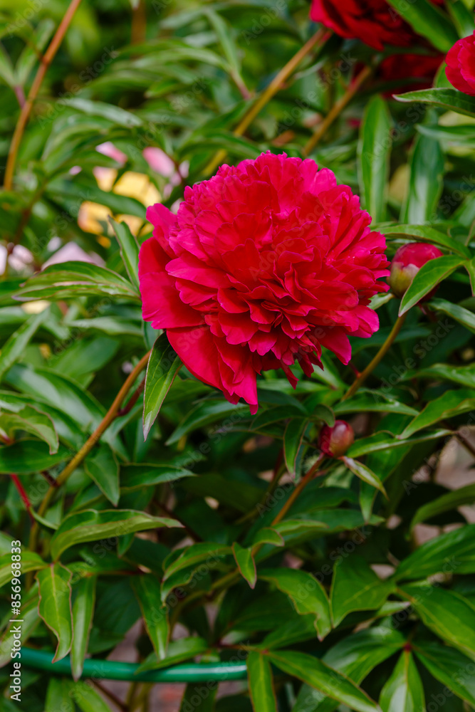 Obraz premium Peony Ruth Clay (Paeonia lactiflora hybrida hort Ruth Clay) in spring garden. Growing peonies in the garden