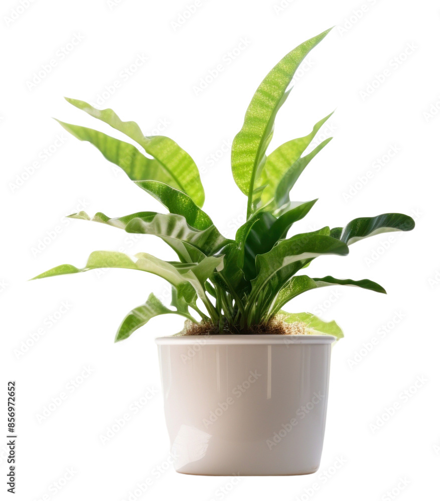 Fototapeta premium PNG Window plant houseplant windowsill.