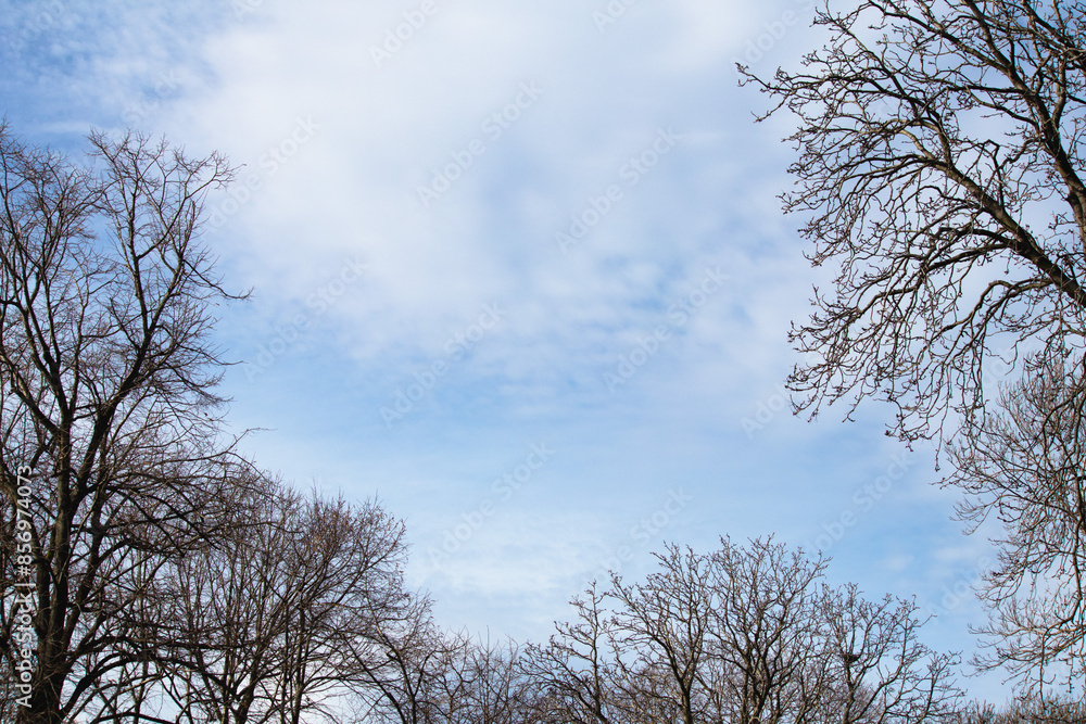 Trees and cloudy sky. Natural background. Copy space. Trees and cloudy sky. Natural background. Copy space.