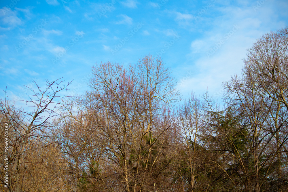 View of blue, cloudy sky and trees. Natural background idea concept. View of blue, cloudy sky and trees. Natural background idea concept.