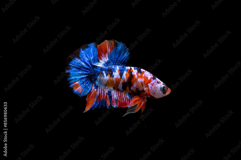 Fototapeta premium betta Fish Siamese Fighting Betta Splendens Plakad isolates on black 