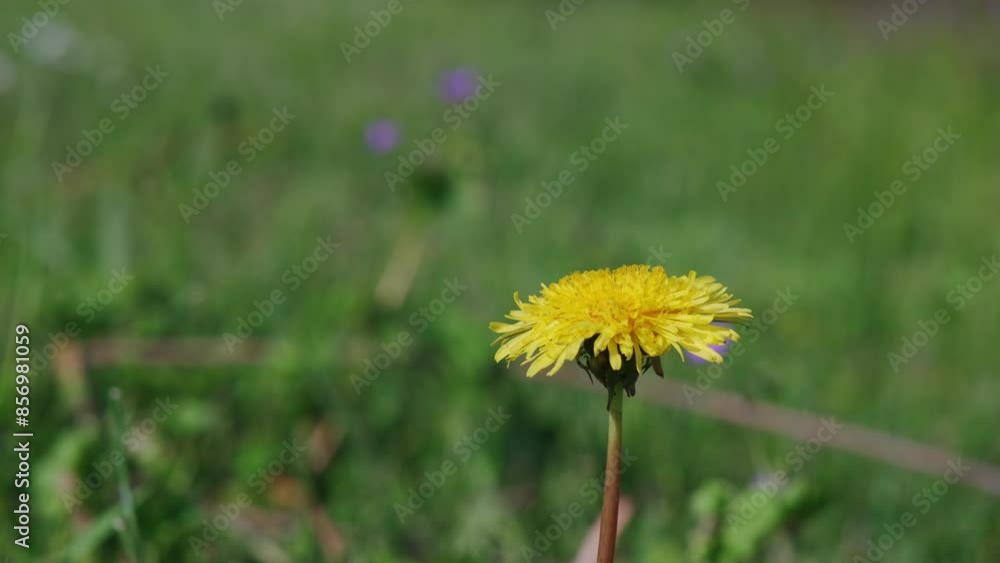 Yellow dandelions in green grass in a spring day. Blooming yellow dandelion buds. Summer fresh background. Wild flowers. 4k footage. Yellow dandelions in green grass in a spring day. Blooming yellow dandelion buds. Summer fresh background. Wild flowers. 4k footage.