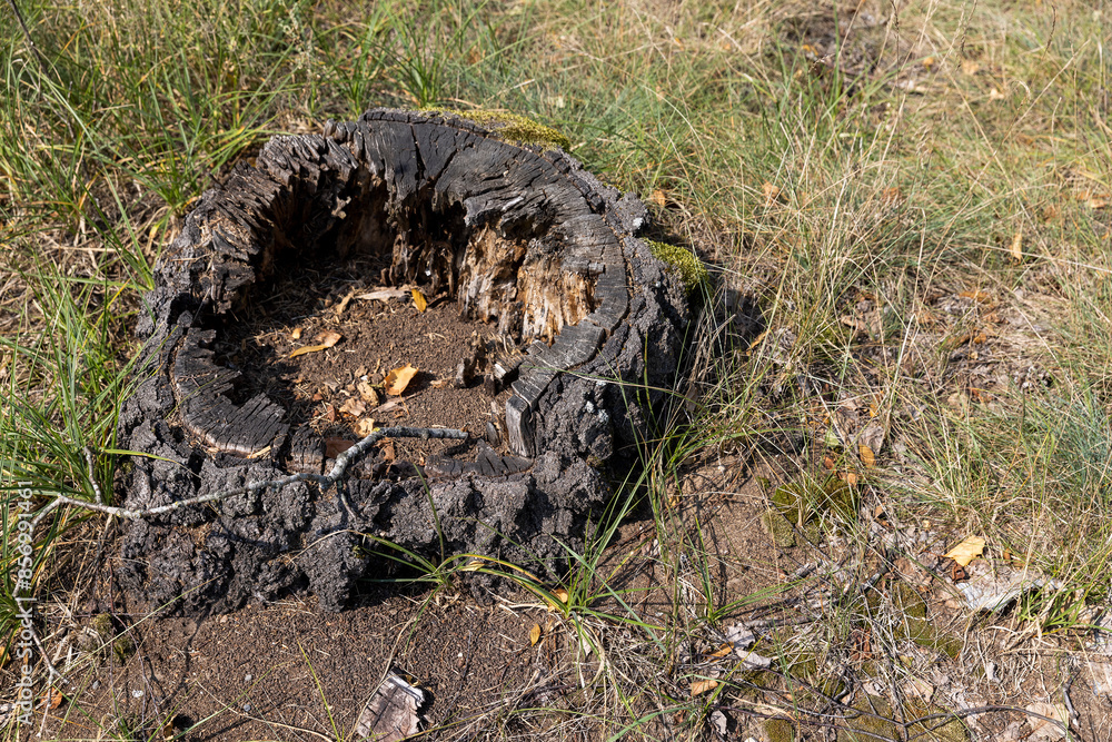 Fototapeta premium an old rotting tree stump in the forest
