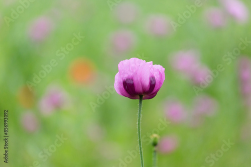 Photography Selective focus shot of a purple-pink opium poppy blossom against the background