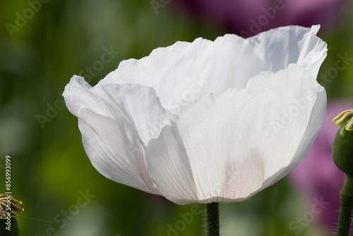 Photography White flower of the opium poppy against the background of a blurred field