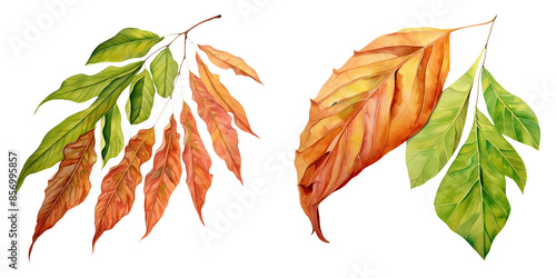 a Shagbark Hickory Leaf, Autumn Leaves, watercolor illustration, isolated on transparent background photo