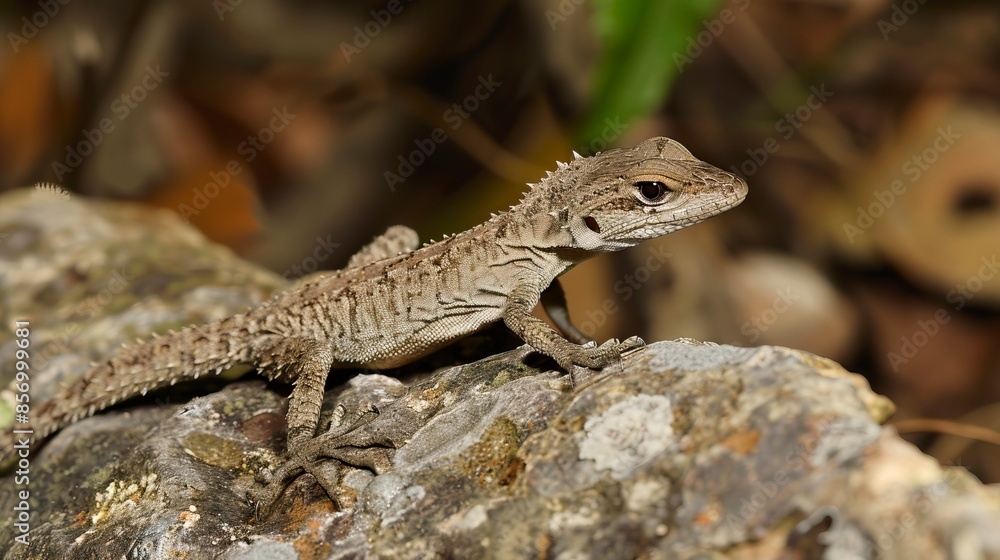 Tarentola mauritanica, salamanquesa Tarentola mauritanica, salamanquesa