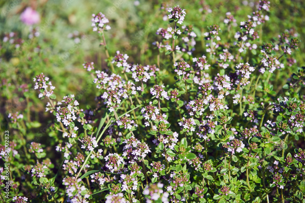 Macierzanka tymianek, tymianek właściwy, macierzanka zwyczajna, Thymus vulgaris L.