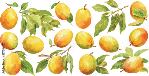 mango watercolor clipart	