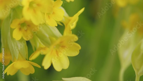 Yellow Flowers Of Primula Veris. Primrose Primula Veris Canescens Blossom Bloom Inflorescence Yellow Endangered Flower Plant. Wild Cowslip. photo