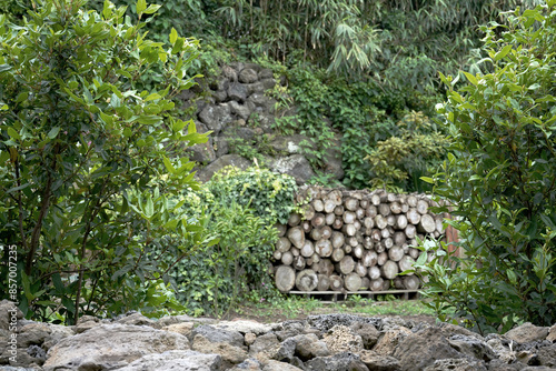 Firewood piled up in the forest