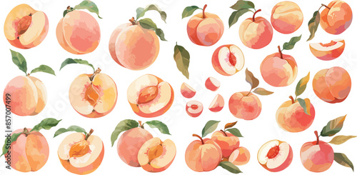 peach watercolor clipart	