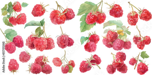 raspberry watercolor clipart	