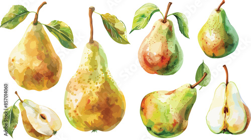 pear watercolor clipart	