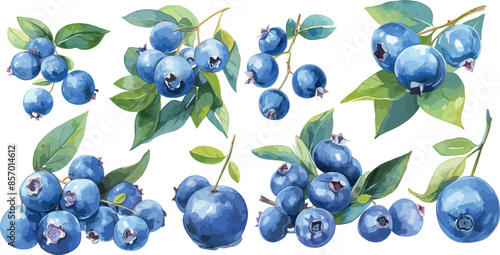 blueberry watercolor clipart	