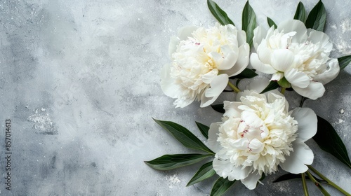 Fresh white peony flowers on light gray table background. Empty place for emotional, sentimental text, quote or sayings. Closeup. Top down view photo