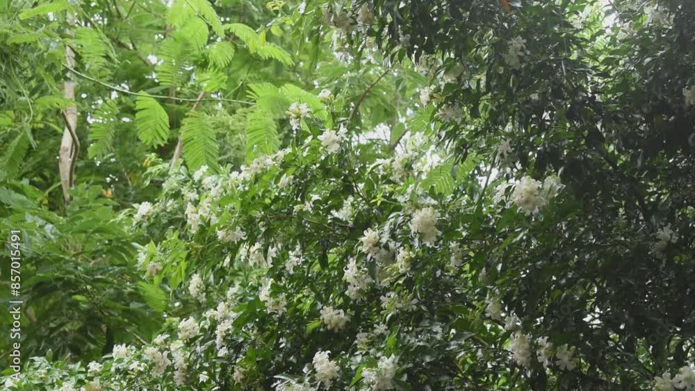 orange jasmine tropical flower scented on night blooming with falling rain in garden orange jasmine tropical flower scented on night blooming with falling rain in garden