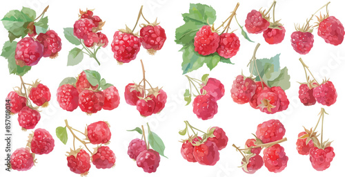 raspberry watercolor clipart	