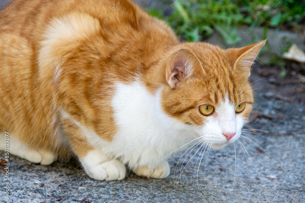 Bright portrait of cute red alley cat. Bright portrait of cute red alley cat.